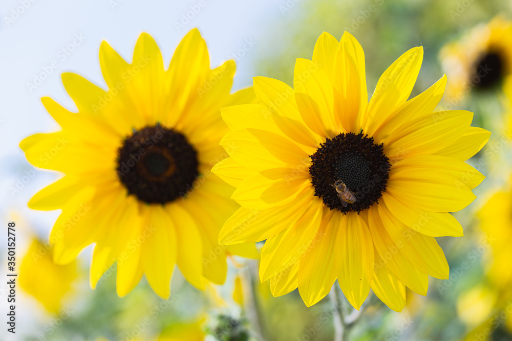 Fototapeta premium Sunflower beautiful in field at sunny summer or spring day for postcard beauty decoration and agriculture design.