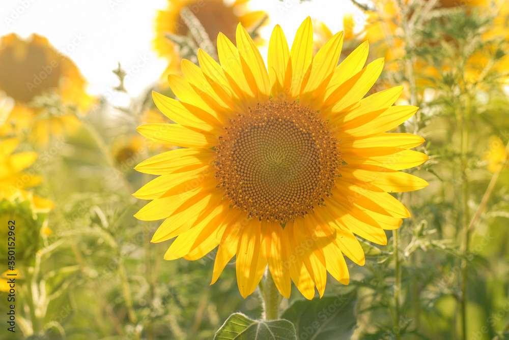 Obraz premium summer field and full of sunny sunflowers 