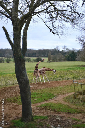 Canvas Print Two giraffes in a field fighting with their necks