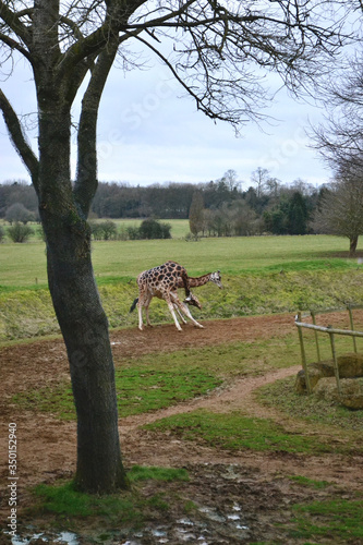 Canvas Print Two giraffes in a field fighting with their necks