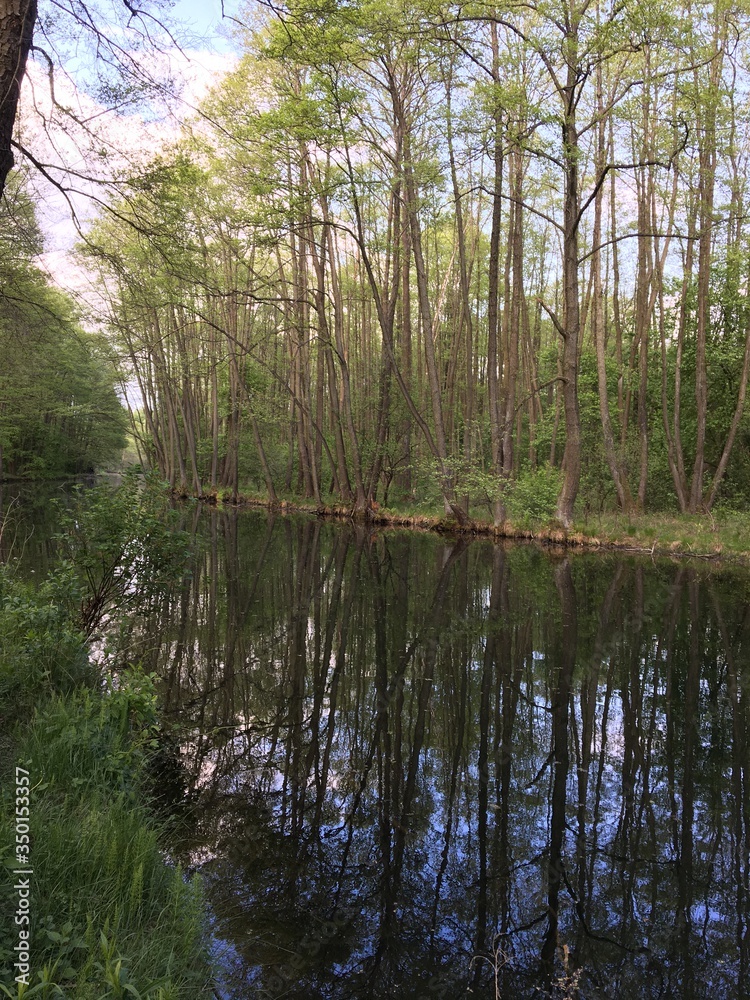Obraz premium lake in the forest
