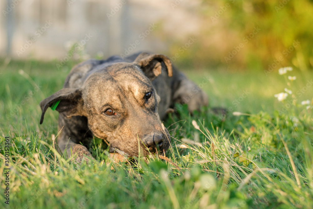 beautiful puppy pit bull gently lies in the garden on the grass
beautiful puppy pit bull gently lies in the garden on the grass