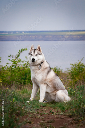 Siberian husky dog. Bright green trees and grass are on the background. Husky is sitting on the grass. Portrait of a Siberian husky close up. Dog in the nature. Walk with a husky dog.