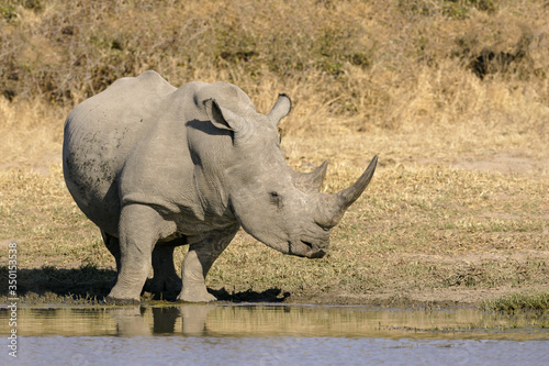 Male White Rhino at a waterhole in the Kruger park South Africa