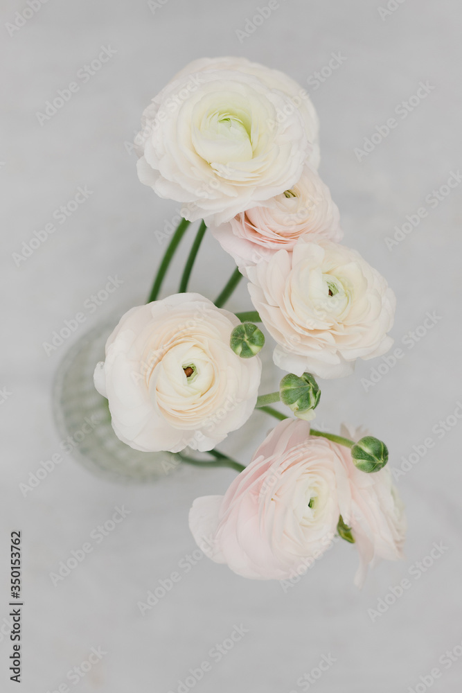 Bouquet of white ranunculus in a glass vase on a gray background. Flower concept. Stylish bouquet of white flowers. Bunch pale pink ranunculus flowers on light gray background. Bouquet of white ranunculus in a glass vase on a gray background. Flower concept. Stylish bouquet of white flowers. Bunch pale pink ranunculus flowers on light gray background.