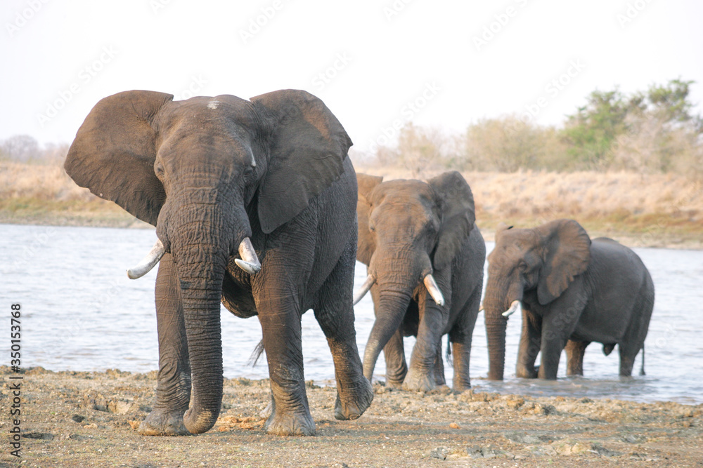 Three male Elephants emerge from the water Kruger park South Africa