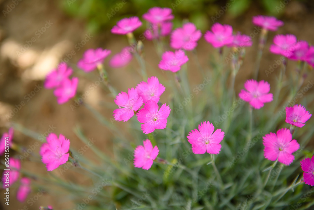 Pink maiden pink dianthus deltoides flower leaves in a small floral garden Pink maiden pink dianthus deltoides flower leaves in a small floral garden