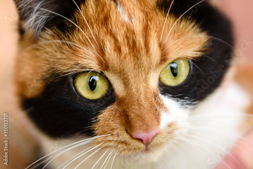 Fotografie Japanese bobtail domestic cat looks into camera lens