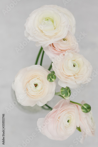 Bouquet of white ranunculus in a glass vase on a gray background. Flower concept. Stylish bouquet of white flowers. Bunch pale pink ranunculus flowers on light gray background.