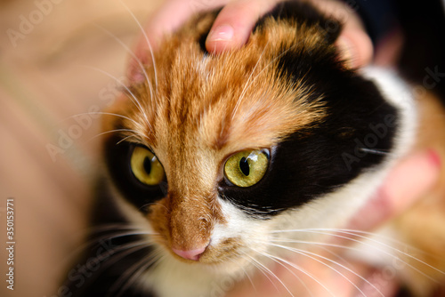 Obraz na plátně Japanese bobtail domestic cat looks into camera lens