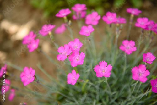 Pink maiden pink dianthus deltoides flower leaves in a small floral garden