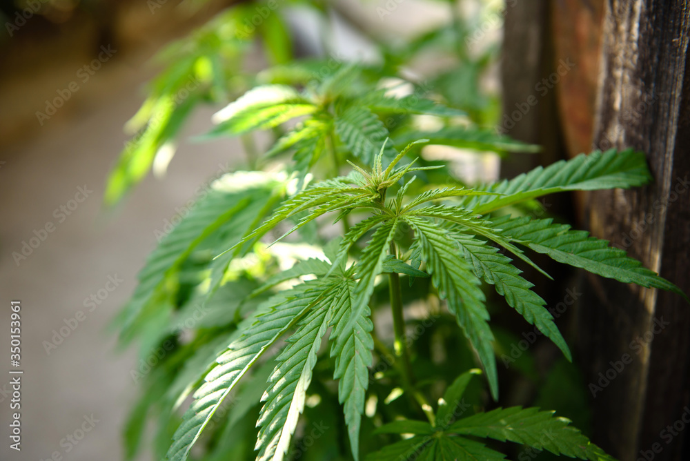 Young marijuana leaves on cannabis cultivation plantation