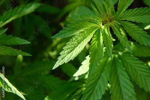 Young marijuana leaves on cannabis cultivation plantation