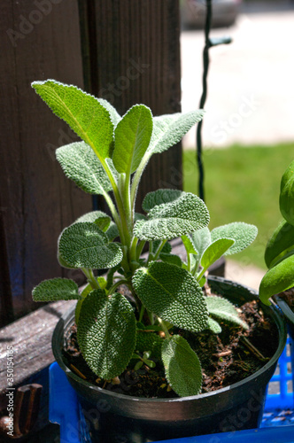 Potted sage, planted on balcony garden. Home planting herbals.