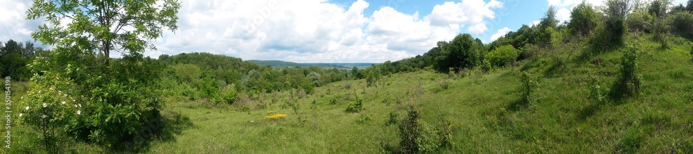 green meadow and forest in vivid color 