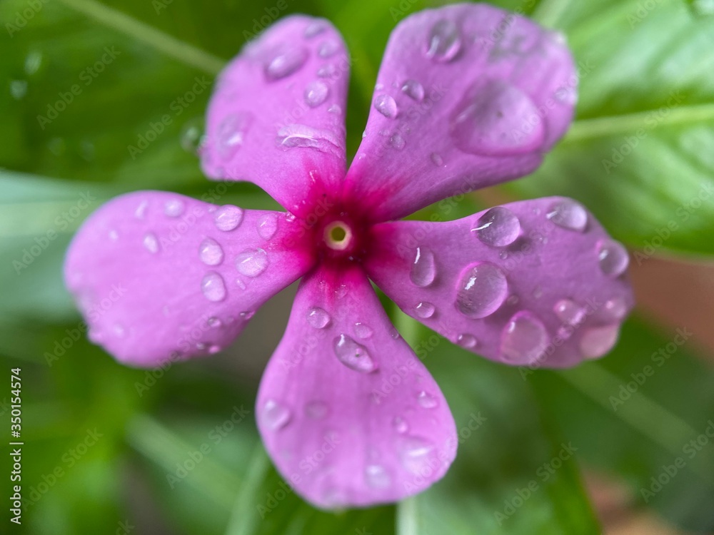 Closeup of a purple flower with water droplets on it's petals. Closeup of a purple flower with water droplets on it's petals.