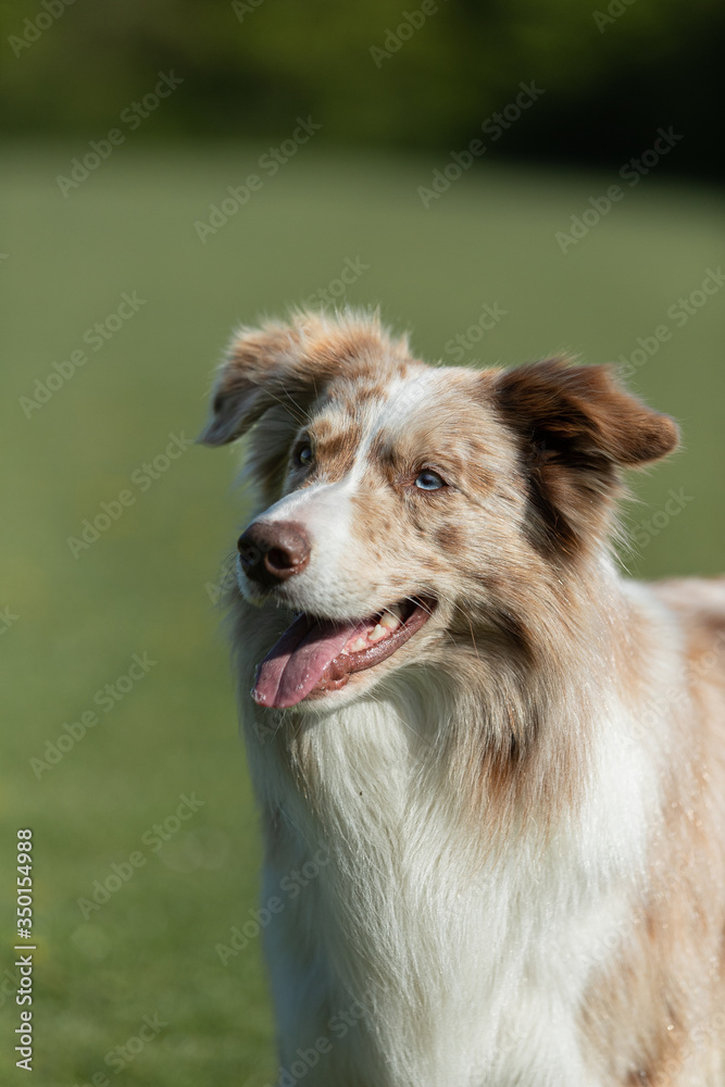 Border collie red merle