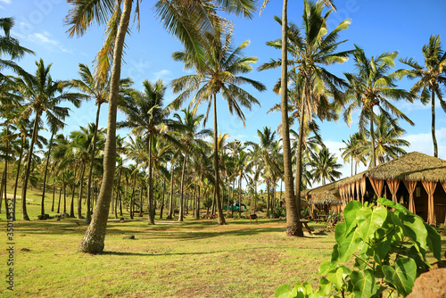 Sunshine beach with Row of palm trees and thatched roof pavilion on Easter island, Chile, South America photo