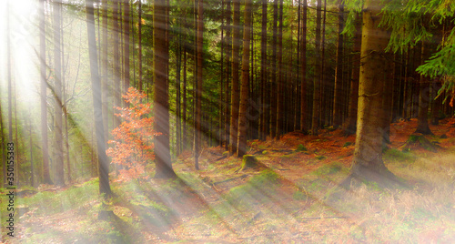 A fabulous spring forest lit by the sun 