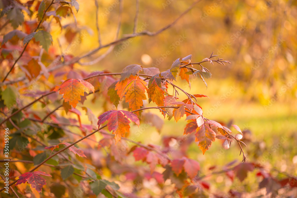 Plants. Autumn forest