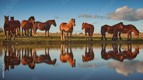Herd of cold-blooded horses and their reflection in the water