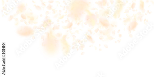 Yellow orange flower petals falling down. Fair rom