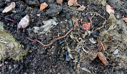 Wallpaper Mural Red California earthworms in a compost pit for biohumus and vermicompost production. Earthworms in the garden. Bait for fishing. Biohumus production by red California worms to increase soil fertility. Torontodigital.ca