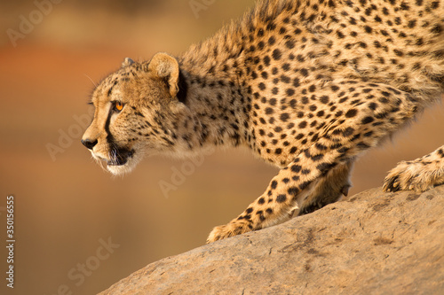 One Male Cheetah on a rock Kruger Park South Africa