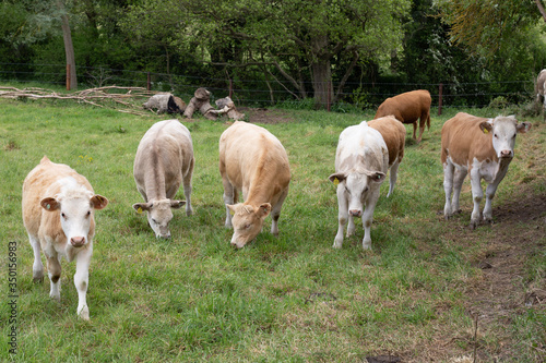 Group of cows in a meadow with a green grass,