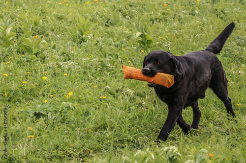 black labrador retriever in the grass
