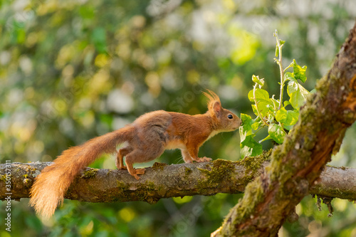 Portrait of one european squirrel sitting on branch of apple tree sniffing on young branch sapling