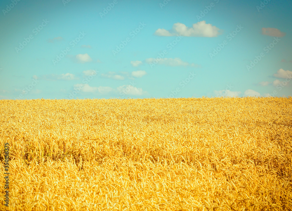 Naklejka premium Wheat field. As a symbol of Ukraine, the flag is yellow-blue. Beautiful summer landscape. Nature,. Background and wallpaper on the wall. Beautiful summer concept.