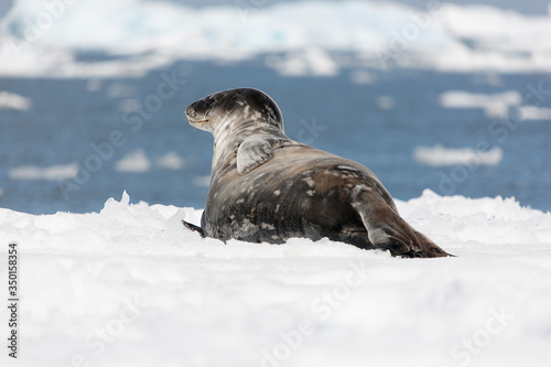 Antarctica predatory seal - sea leopard close-up on a cloudy winter day photo