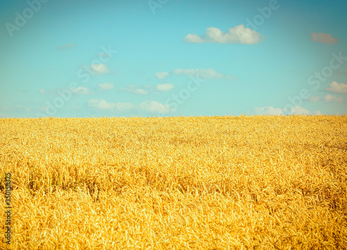 Wheat field. As a symbol of Ukraine, the flag is yellow-blue. Beautiful summer landscape. Nature,. Background and wallpaper on the wall. Beautiful summer concept.