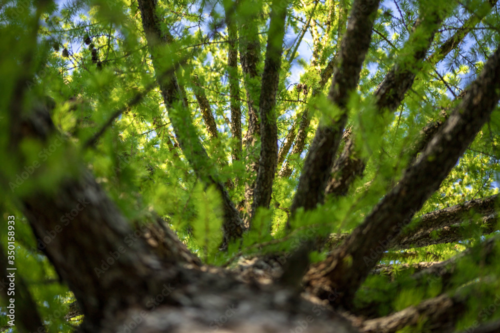 Obraz premium A tree from a lower angle with sky gaps