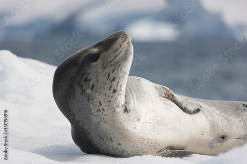 Antarctica predatory seal - sea leopard close-up on a cloudy winter day