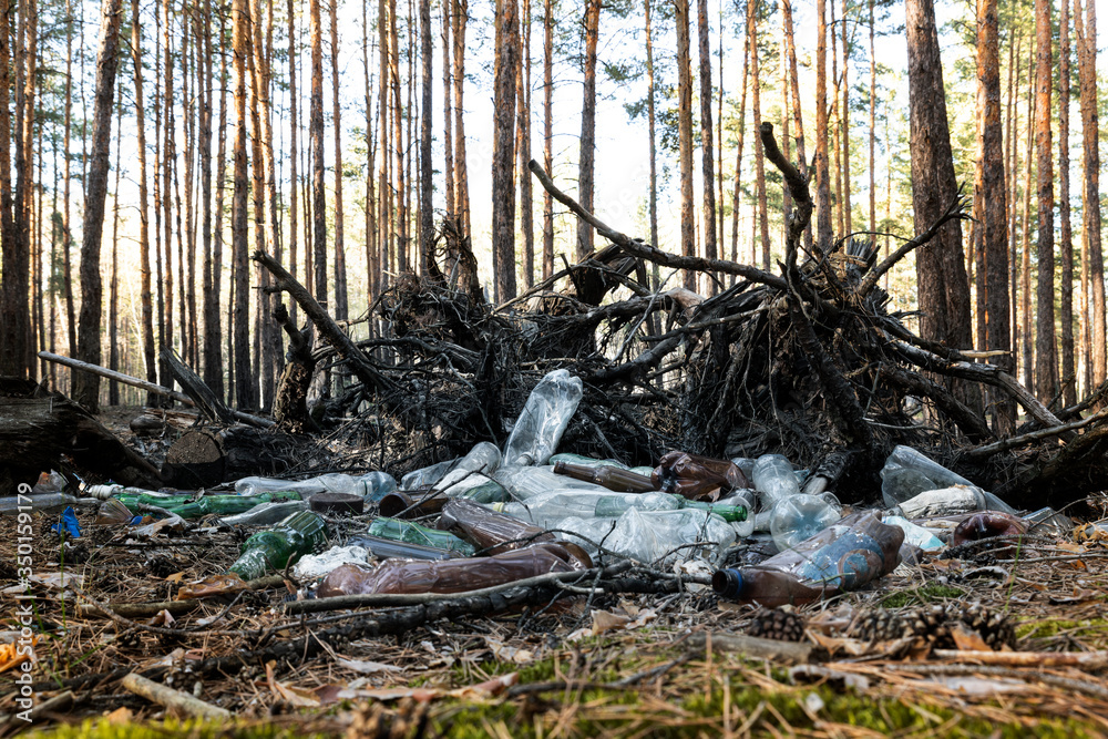 Big heap plastic and glass bottles waste in pine forest. Nature woods landscape environment polluted by human rubbish recyclable litter. Ecology contamination disaster danger Big heap plastic and glass bottles waste in pine forest. Nature woods landscape environment polluted by human rubbish recyclable litter. Ecology contamination disaster danger