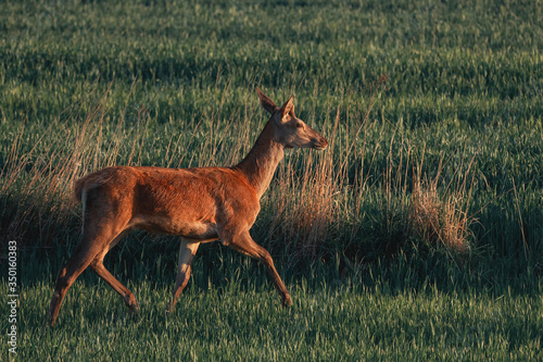 Fototapeta Koziołek