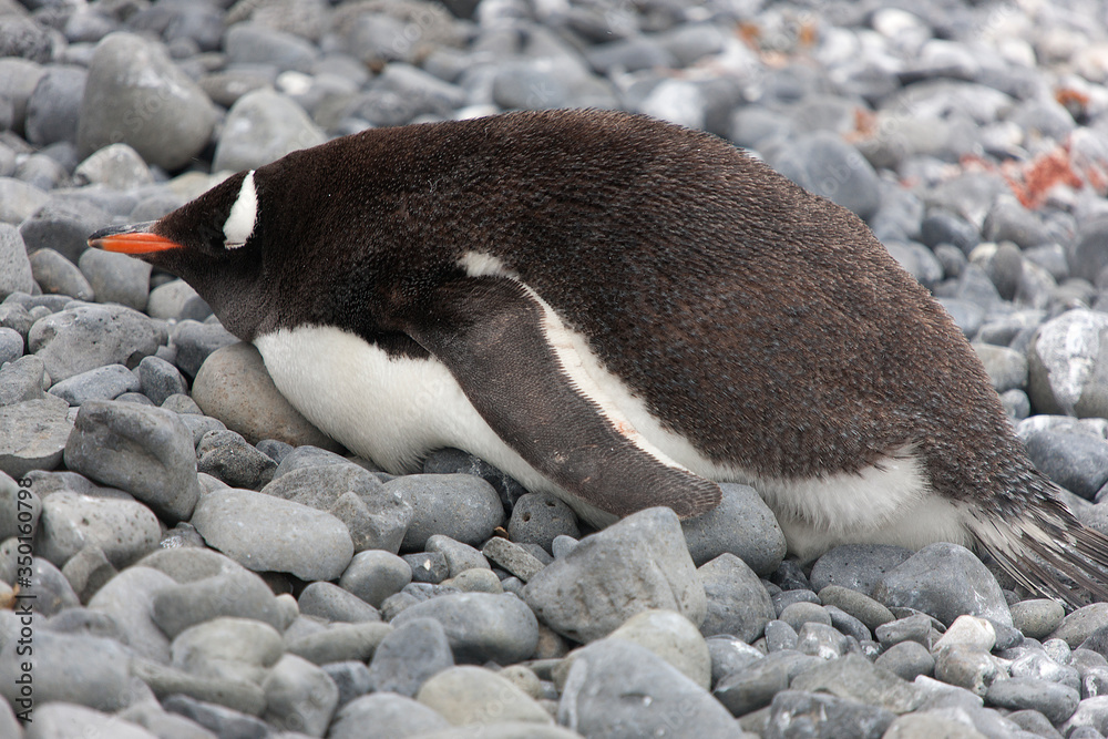 Fototapeta premium Antarctic subantarctic penguin close-up on a cloudy winter day