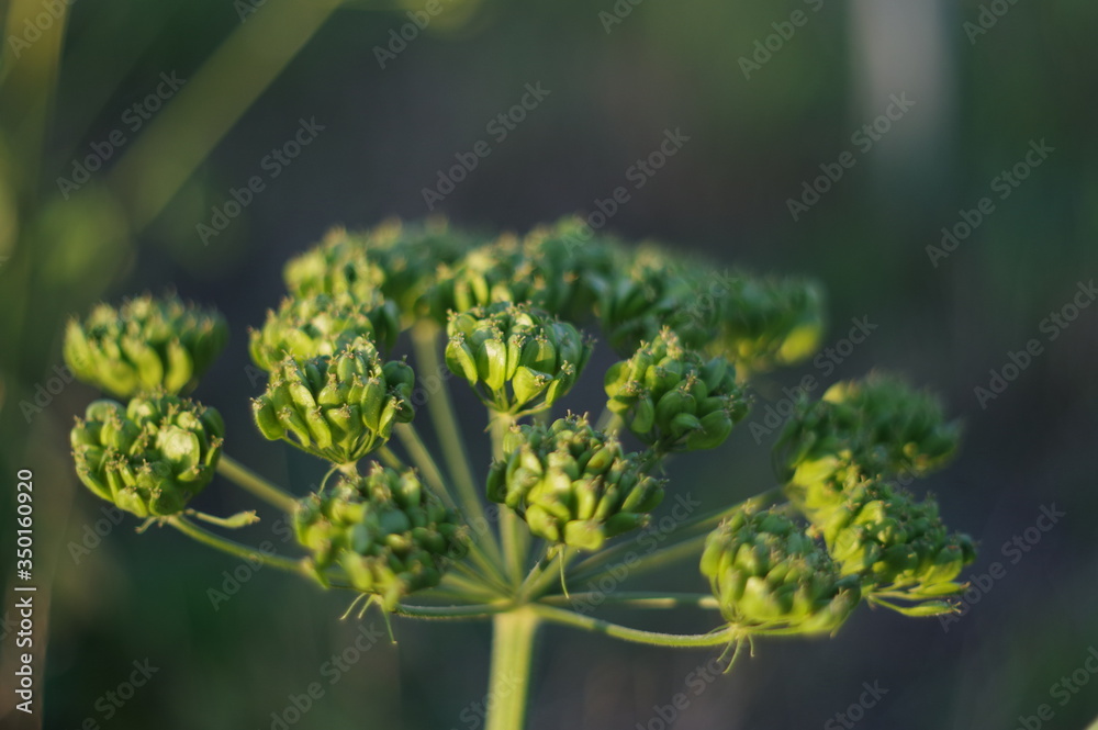 Obraz premium close up of a green plant