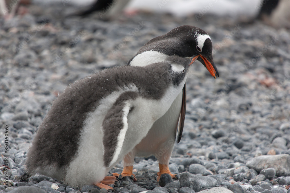 Fototapeta premium Antarctic Adelie penguin with chick close up on a cloudy winter day