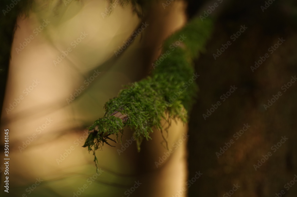 Fototapeta premium macro moss on the tree