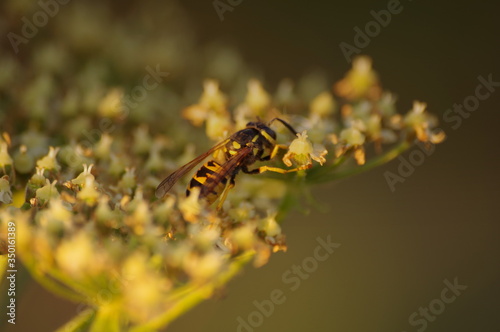 macro bee on yellow flower © Anita