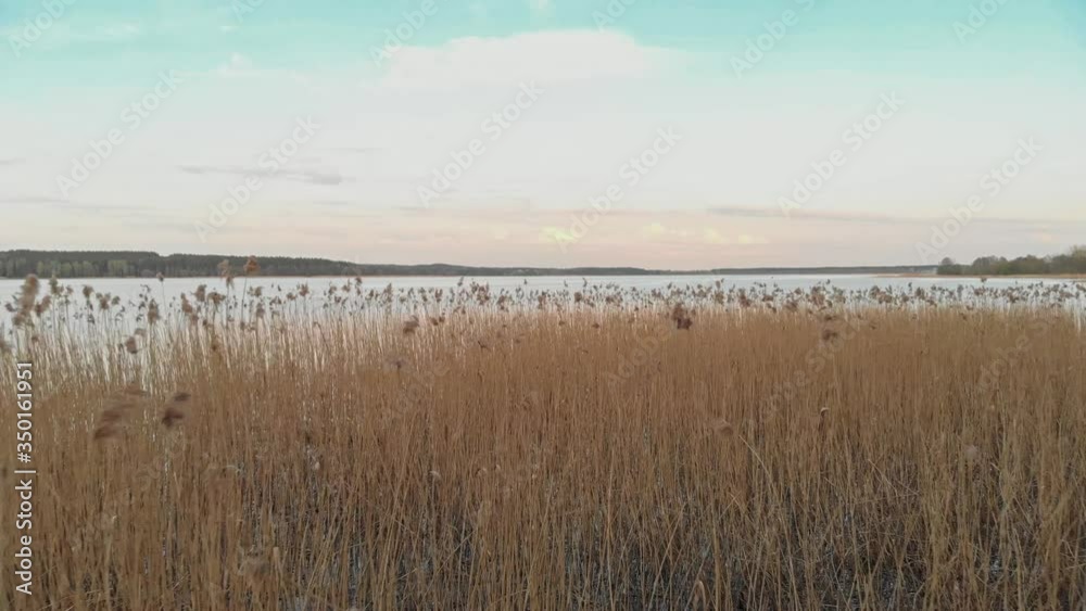 Low flying drone aerial over the reeds at the edge of Jugla lake on a beautiful, calm day in Latvia Low flying drone aerial over the reeds at the edge of Jugla lake on a beautiful, calm day in Latvia