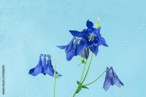 a blue flower of a columbine in springtime