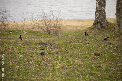 magpies gathered on the grass of the riverbank