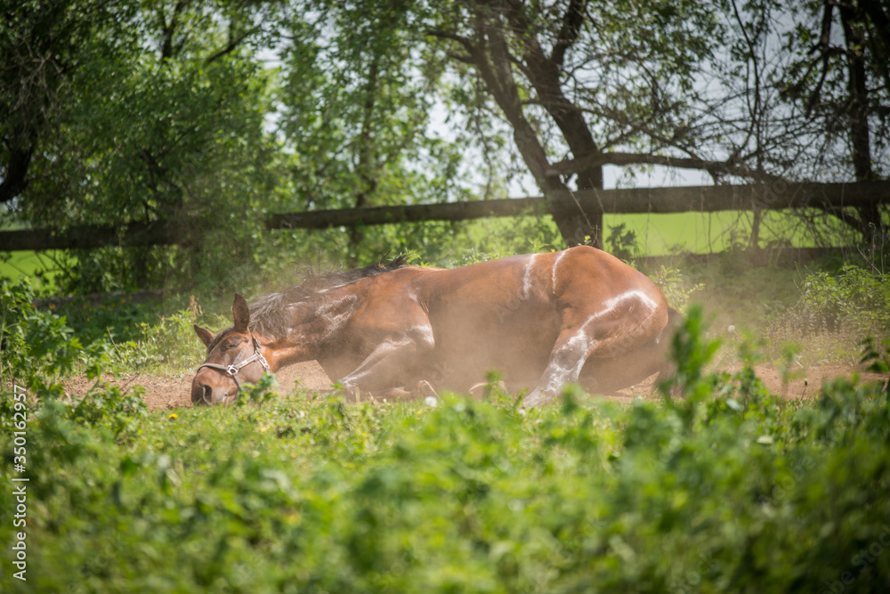 beautiful horses frolic and relax in nature beautiful horses frolic and relax in nature