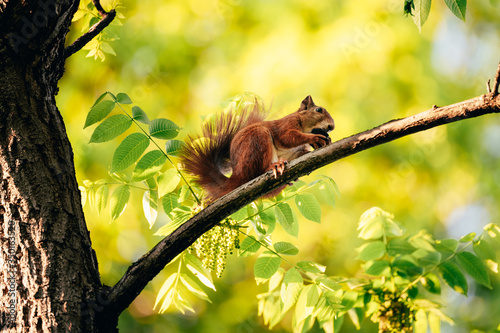 Red/Brown Squirrel on a tree eating a nut