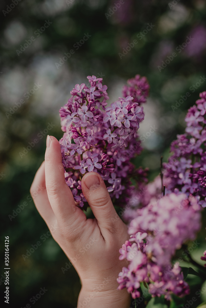 Blooming lilac bouquet. Hand of a young woman touches lilac flowers. Beautiful spring background with lilac flowers. Blooming lilac bouquet. Hand of a young woman touches lilac flowers. Beautiful spring background with lilac flowers.
