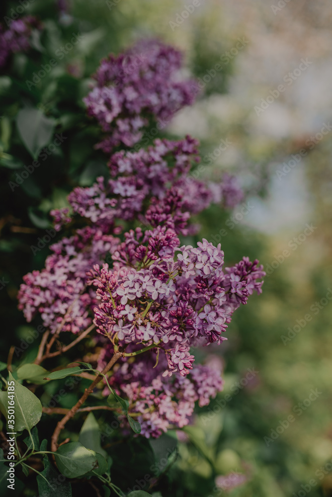 Blooming Lilac. Beautiful spring background with lilac flowers. Blooming Lilac. Beautiful spring background with lilac flowers.